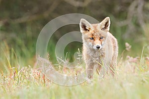 Fox in green field