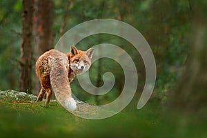 Fox in green forest. Cute Red Fox, Vulpes vulpes, at forest with flowers, moss stone. Wildlife scene from nature. Animal in nature photo