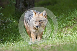 Fox - Grey Fox - in National Park Torres del Paine, Patagonia