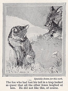 Vintage illustration of The Fox That Lacked A Tail.