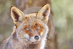 Fox head with geen background. Wildlife in the forest