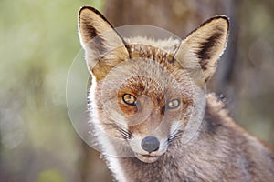 Fox head with geen background. Wildlife in the forest