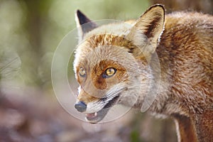 Fox head with green background. Wildlife in the forest