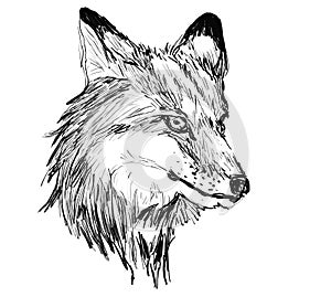 Fox head hand drawn illustration,art design