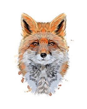 Fox head portrait from a splash of watercolor, colored drawing, realistic