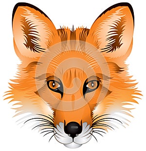 Fox head, realistic image