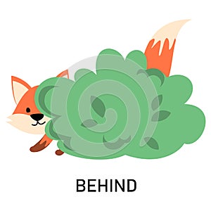 Fox hiding behind the bush