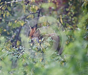 Fox hiding behind a tree