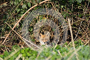 Fox Hiding in Urban area