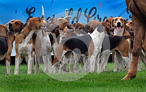 Fox hounds on open display.