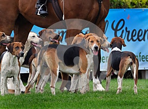 Fox hounds on open display.