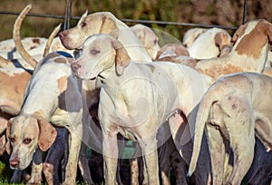 Fox Hounds at their boxing day meet, Staffordshire, UK