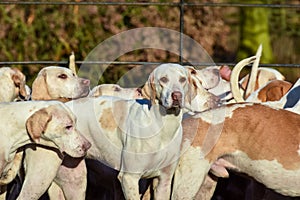 Fox Hounds at their boxing day meet, Staffordshire, UK