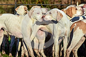 Fox Hounds at their boxing day meet, Staffordshire, UK