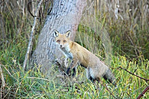 Fox in Hungarian forest.