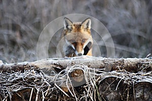Fox in Hungarian forest.