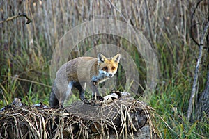 Fox in Hungarian forest.