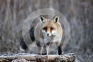 Fox in Hungarian forest.