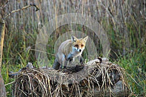 Fox in Hungarian forest.