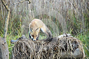 Fox in Hungarian forest.