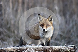 Fox in Hungarian forest. photo