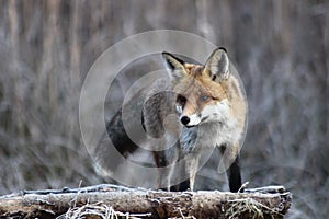 Fox in Hungarian forest.