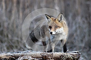 Fox in Hungarian forest. photo