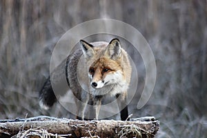 Fox in Hungarian forest. photo