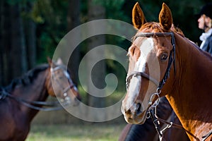 Fox hunt horses