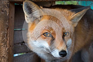 Fox on the hunt in zoo.