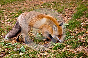 Fox hunting