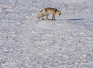 Fox Hunting Canada