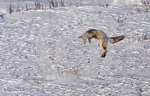 Fox Hunting Canada