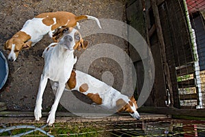 Fox hunting dogs in pen