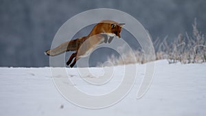 Fox hunting mouse trought winter