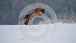 Fox hunting mouse trought winter photo