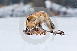 Fox hunting. Red fox, Vulpes vulpes, tears and feeds caught hare. Hunter with prey. Orange fur coat animal in snow