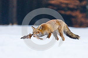 Fox hunting. Red fox, Vulpes vulpes, tears and feeds caught hare. Hunter with prey. Orange fur coat animal in snow