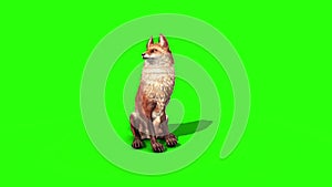 Fox Idle Front Green Screen 3D Rendering Animation Animals