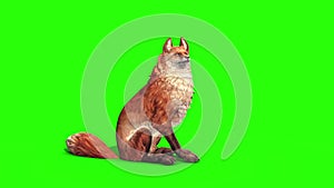 Fox Idle Side Green Screen 3D Rendering Animation Animals