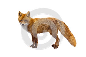 Fox isolated on a white