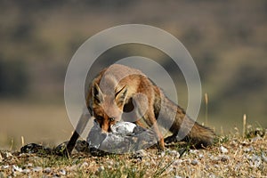 Fox with its prey in its mouth