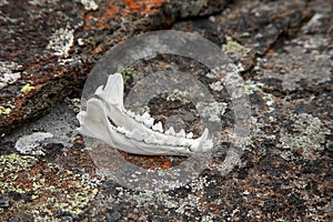 Fox jawbone on moss