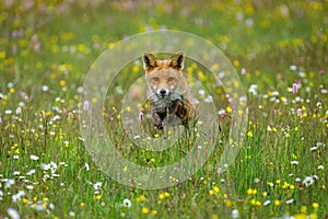 Fox jump. Red fox, Vulpes vulpes, hunting on flowered meadow in rainy morning. Orange fur coat animal running in spring rain.