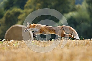 Fox jump. Red fox, Vulpes vulpes, hunting voles on stubble. Fox running on field after corn harvest. Beast in habitat