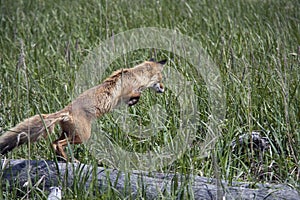 Fox jumping.