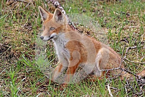 Fox kit on Amsterdamse Waterleidingduinen