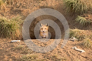 Fox Kit In Den In Natural Wild Habitat