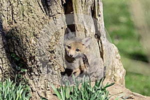 Fox Kit in Rhinebeck, NY