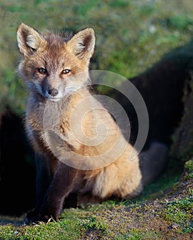 Fox Kit Sitting at Den